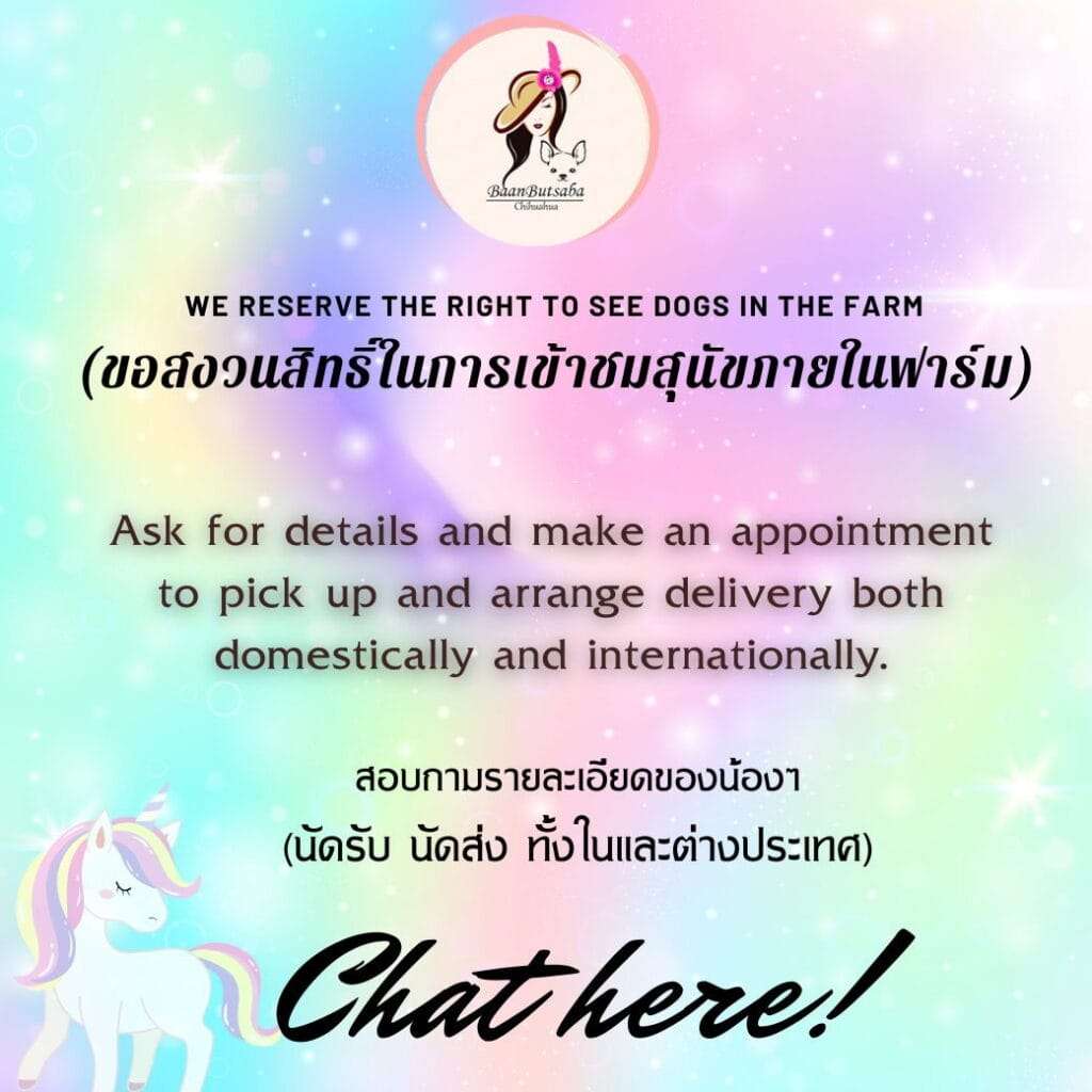 ชิวาวา ทีคัพ บ้านบุษบา ชิวาวา